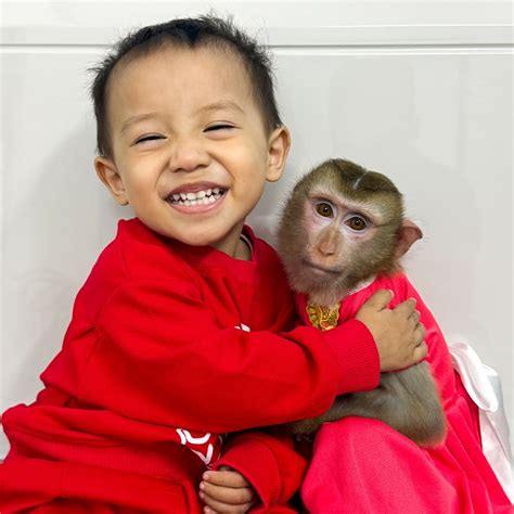 15K Share 871K views 3 months ago monkeysmart babymonkey monkey Monkey Kaka sleeping with mother&x27;s injured paw looks so pitiful ------------------------------------ Welcome to Monkey. . Monkey kaka injured